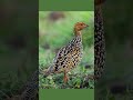 Picture of the day: The painted francolin
