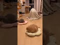 #cat #animal #animals #cute #shortvideo #cats #pets #