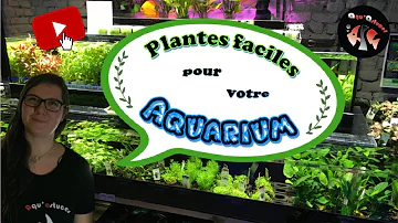 Comment avoir un aquarium bien planté ?