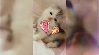 My Sweet Baby Kitten Cat Channel