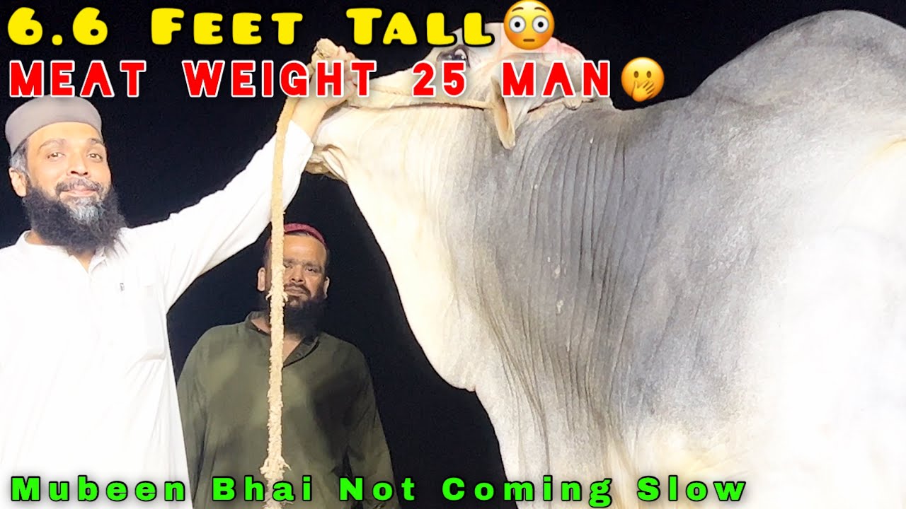 karachi-ka-shouqeen-giant-bachray-ly-aya-mubeen-bhai-ka-6-6-feet-ka