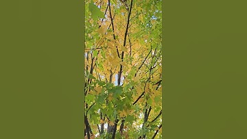 Autumn Vibe: Yellow and Green Leaves of the Sugar Maple Tree