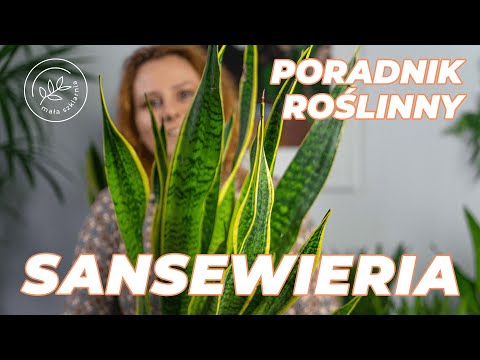 Wideo: Sansevieria: Jak Dbać?