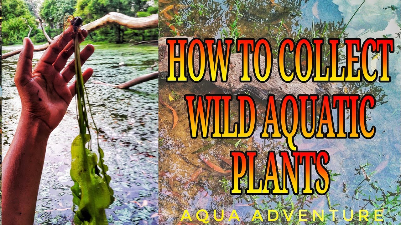 How to collect WILD AQUATIC plant Aqua adventure YouTube
