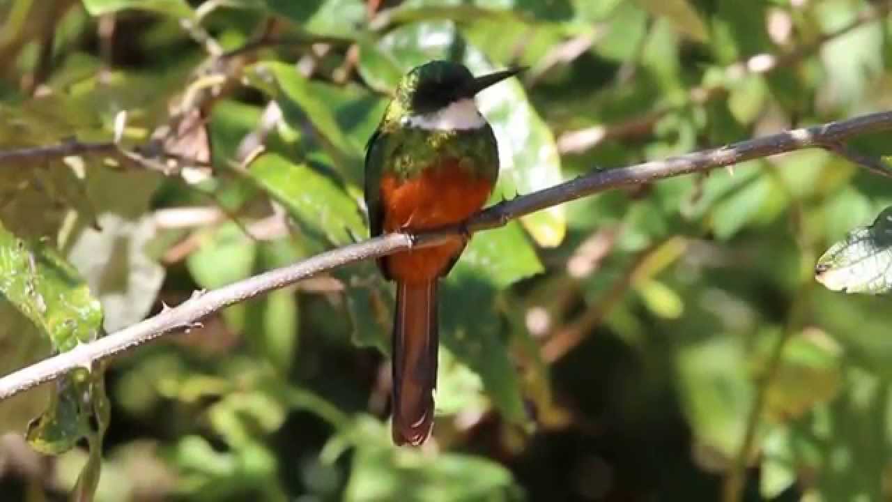 Ariramba-de-cauda-ruiva - Rufous-tailed Jacamar - Galbula ruficauda