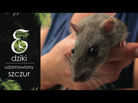 Wideo: Czym są szczury? Szczur jest szary. Szczury dekoracyjne