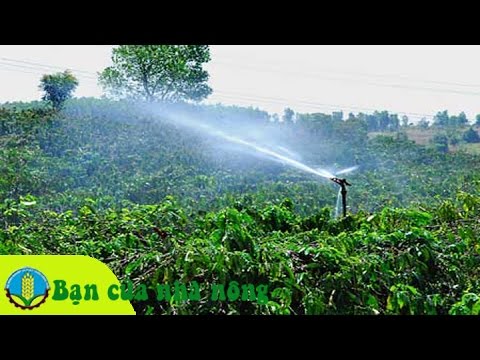 Video Kỹ thuật, kinh nghiệm tưới nước cho cây trồng vào mùa... - youtube