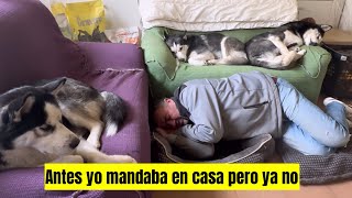 Yo antes mandaba en casa pero ya no 😪 ¡Vivo con huskies y me dejan su cama para dormir!