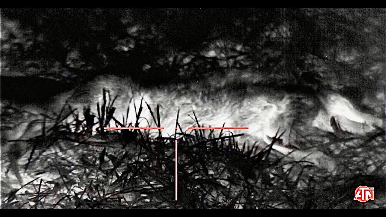 Coyote Hunting THERMAL IMAGING Season 4 Ep. 7 YouTube