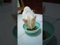Tuk tuk Kitti dimana? #cat #imut #hiburansegar #funny #pets