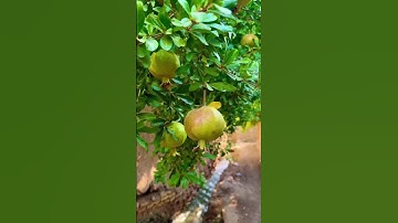 القران الكريم #عبدالباسط_عبدالصمد #سورة_الإسراء #تلاوة_مرتلة #تلاوة_مجودة #قرآن_كريم