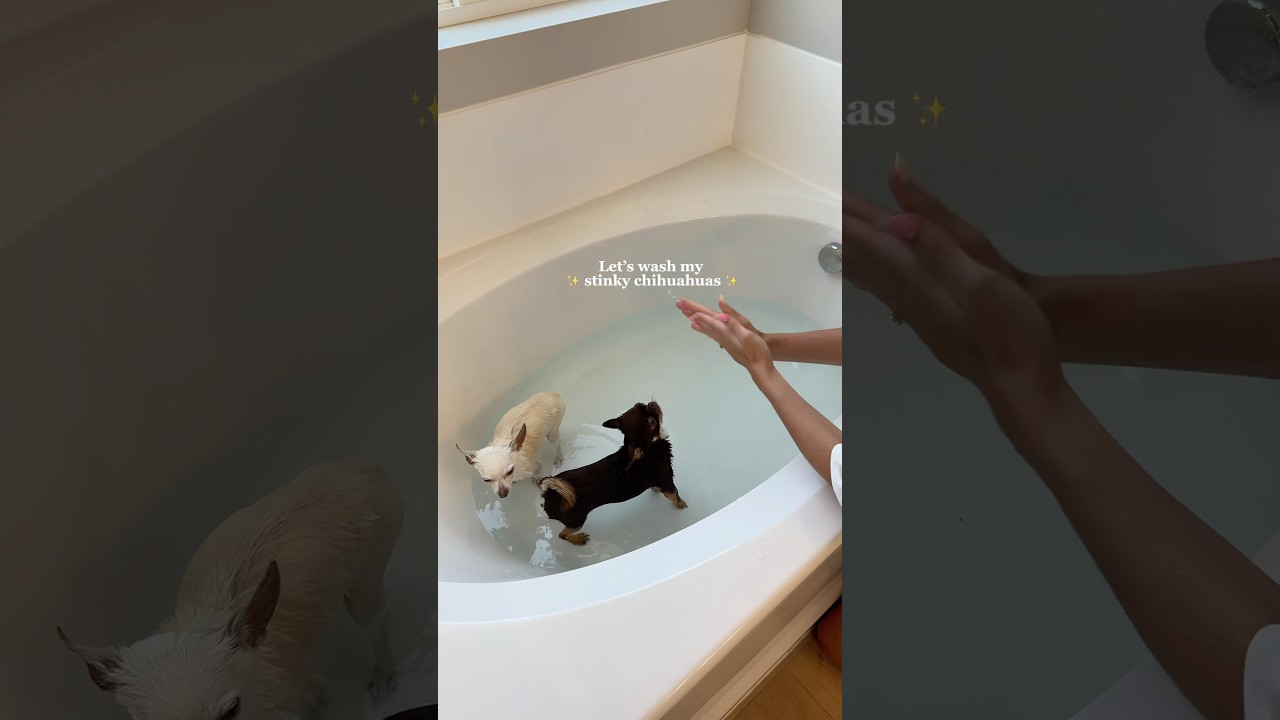 We do this routine every three weeks since their nails grow SO fast 🐾