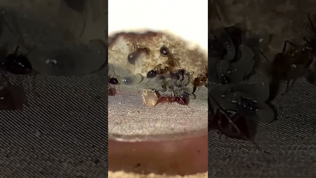 Purpleback Honeypots 2022.11.19