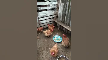 Дрозды зимуют с курами