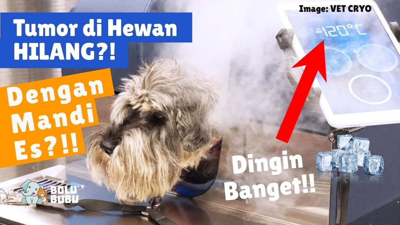 Mengobati Tumor pada Anjing dengan Mandi Es [Harus Dicoba!] 