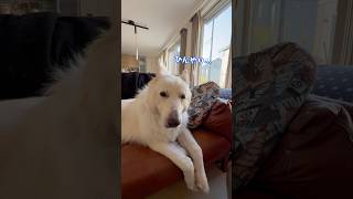 暑い日はひんやりマフラーをつけて休憩する大型犬【ホワイトシェパード】　#shorts