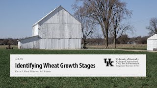 Identifying Wheat Growth Stages