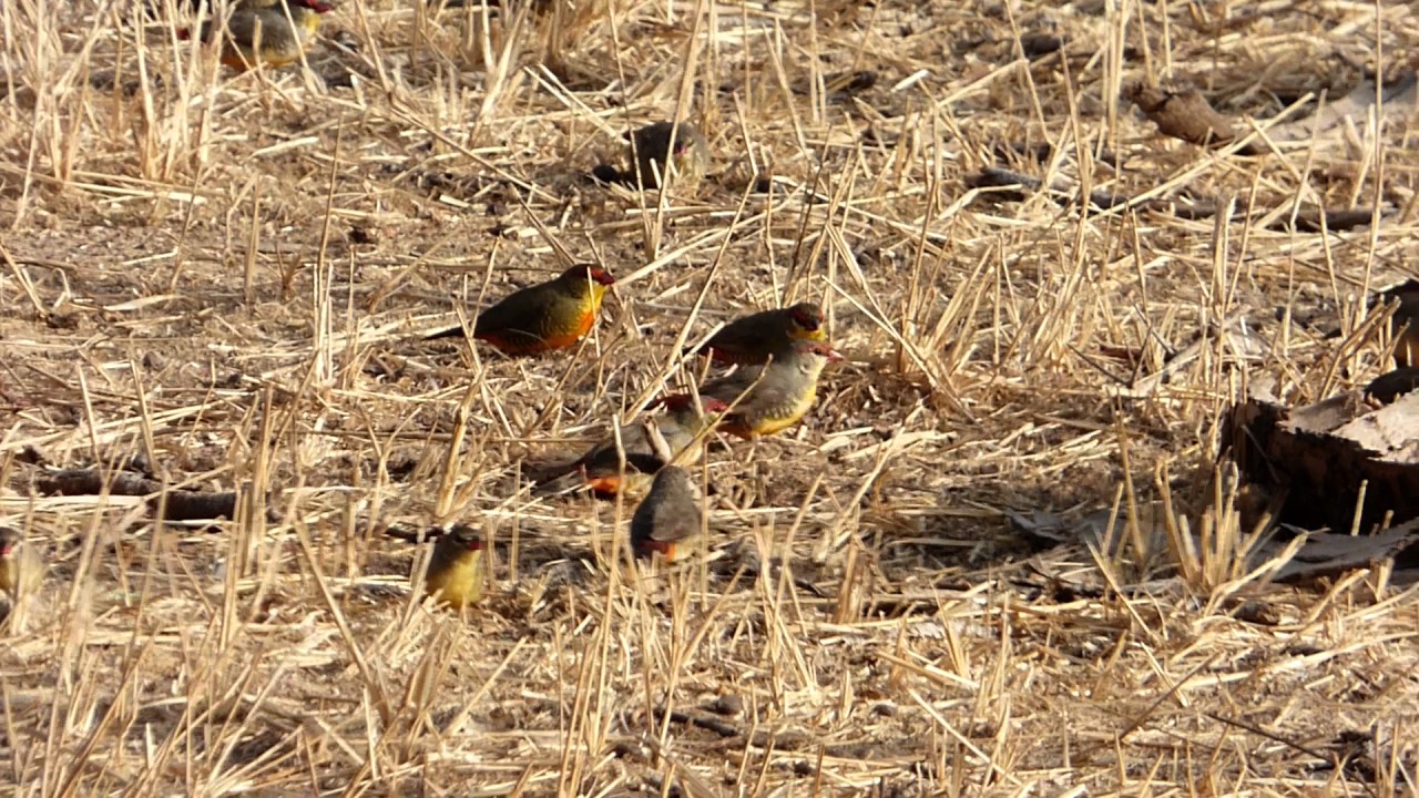 Orange-breasted waxbill 