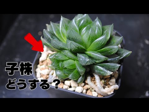 T's PLANTS ch - YouTube