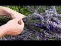 French Lavender LOVE | Cottage Gardens | Einkorn Shortbread