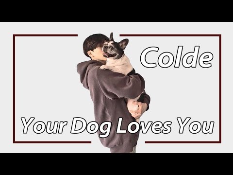 [歌詞和訳] Your Dog Loves You / Colde (feat. Crush)