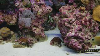 Engineer Goby