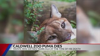 Caldwell Zoo mourns loss of rescued Puma, Monte