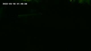 green lights, flashing, and beings in my backyard
