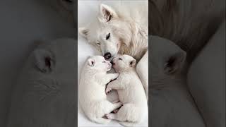 Adorably Fluffy Dog Gently Strokes His Puppies 🐶💞 | Heartwarming Puppy Moment
