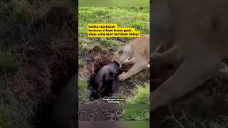 Download Lagu 🦁🐗Singa vs Babi Hutan — ENDINGNYA GILA‼️| Lion vs Wild Boar — Insane Ending‼️ MP3