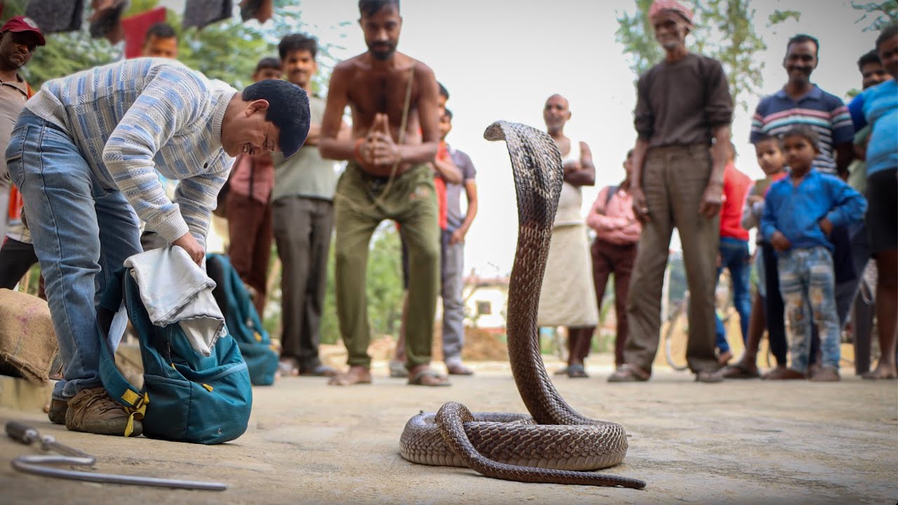 जहरीले नाग से जीभ पर कटवाने की जिद्द करने लगा शख़्स।Cobra साँप को पकड़ने का किया प्रयास! फिर जो हुआ?