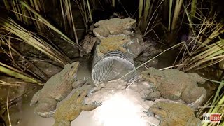 Primitive Frog-Smart Boysal  Make Deep Hole Bottle Frog Trap To Catch A Lot Of Frog