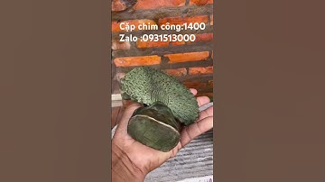 Cặp chim công #độclạcầnthơ #phongthuy #dothocungbanggo #doco