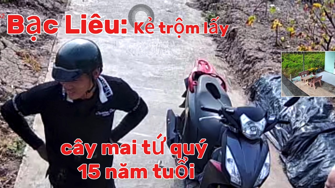 Bạc Liêu: Kẻ Trộm Lấy Cây Mai Tứ Quý 15 Năm Tuổi Mùng Tết Bính Ngọ