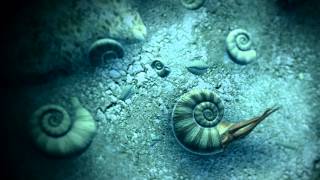 Ammonites