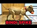 Bindi Learning Words.