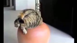 Кошачьи приколы Tрудно быть джином Кошачьи приколы Tрудно быть джином