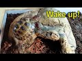 Russian tortoise waking up from 3 months hibernation in the fridge