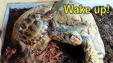 Russian tortoise waking up from 3 months hibernation in the fridge