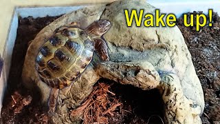 Russian tortoise waking up from 3 months hibernation in the fridge