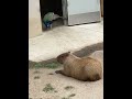 The king of Capybaras