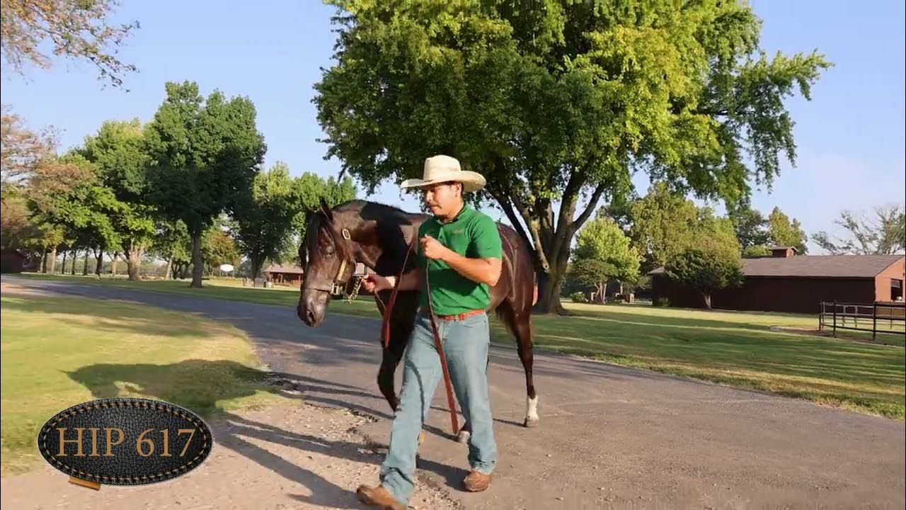 2023 Heritage Place Yearling Hip 617 YouTube