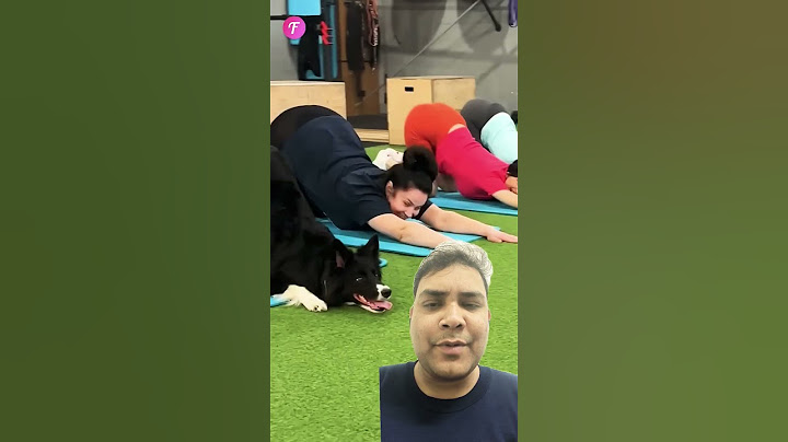 Adorable Dog Changes the Rules at the Gym