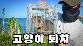 고양이, 이젠 직접 잡는 수밖에 없습니다 screenshot 5