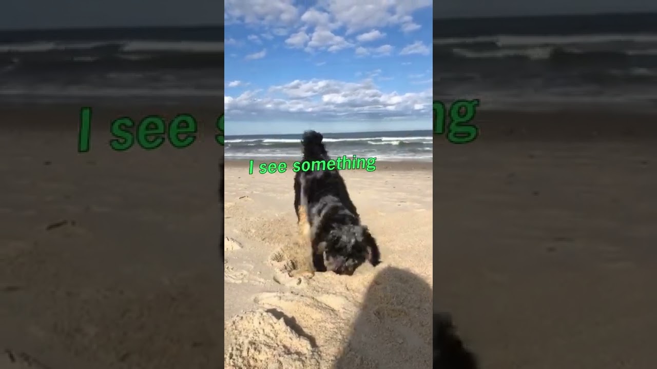 Dog Loses His Bone in Sand