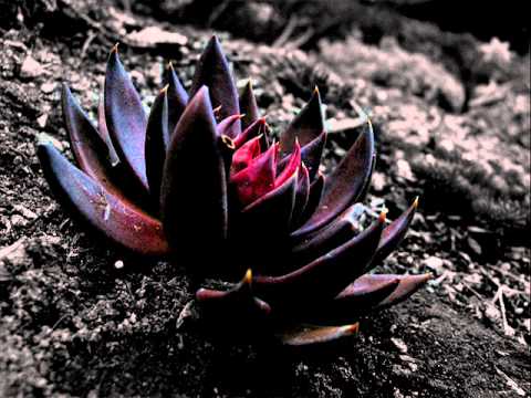 Blacklotus Blacklotus