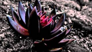 Ralph Mirto - Black Lotus (Original Mix)