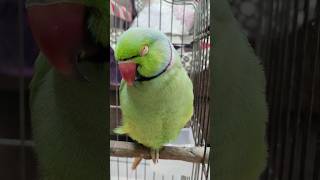 mitthu so raha hai 🥱😴😚♥️✨ #sleep #shorts #parrot #ytshorts