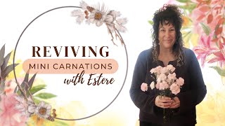 Famous Reviving Mini Carnations Net Worth