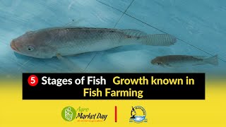 #5 Different stages of Fish Growth in Fish Farming || Stocking Fish